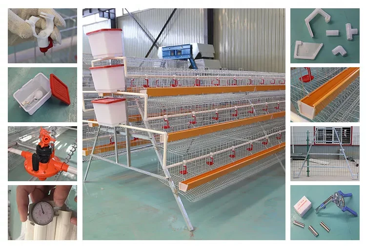 Tanzania Layer Poultry Farm Chicken Cage for Sale Automated Battery System