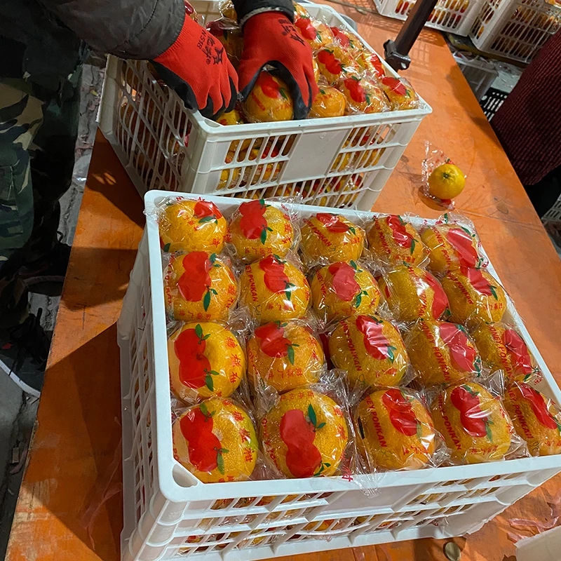 Fresh High Quality Sweet Tangerine Cheap Small Tangerine Citrus Orange Fruit