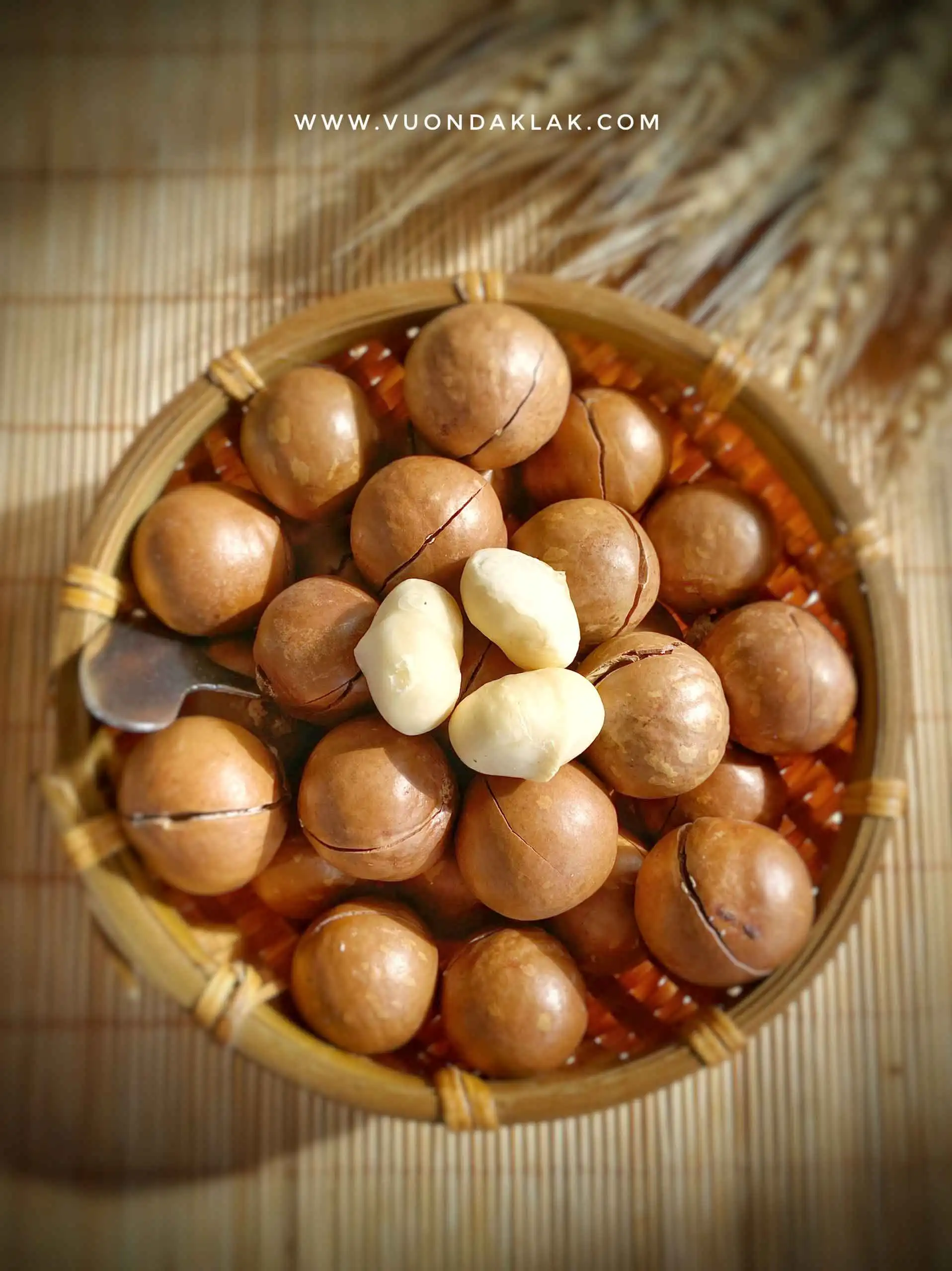 High Quality Dried Shell Macadamia Nuts Sweet Milky Flavor Hand Squeeze Yummy Snack Dried Fruit Wholesale Supply