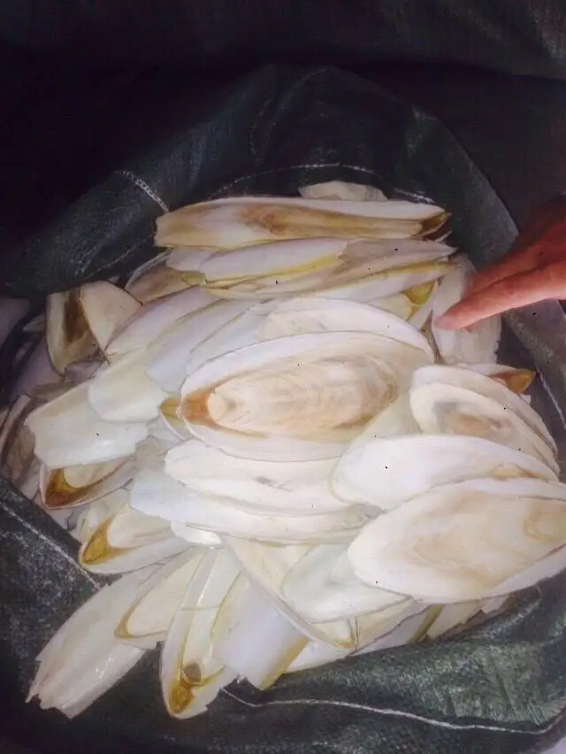  Оптовая продажа Натуральный Порошок для костей морской слепки дешево/оптом корма животных/Органическая Экологически чистая косточка высокого качества во Вьетнаме