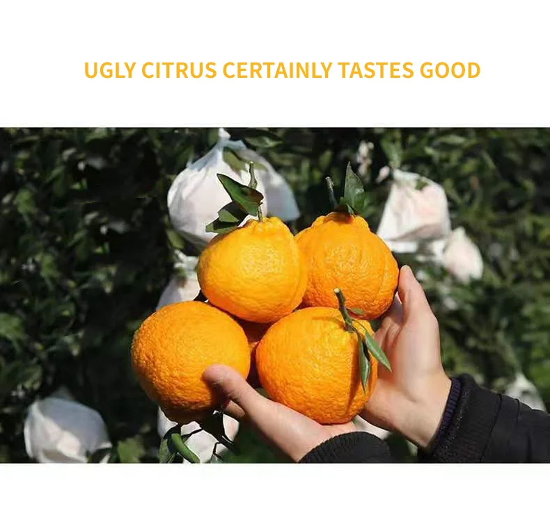 
Sweet and Juicy Fresh Oranges Naval Orange 