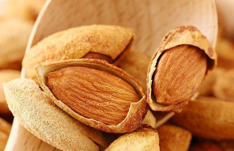 Factory manufacturer sale Best quality almond nuts in shell