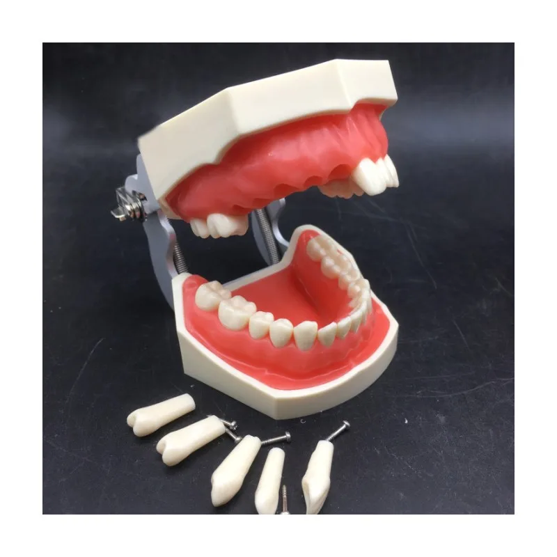 Teeth Teaching Dental Implant Model,28 Teeth Movable Dental Model With Screw