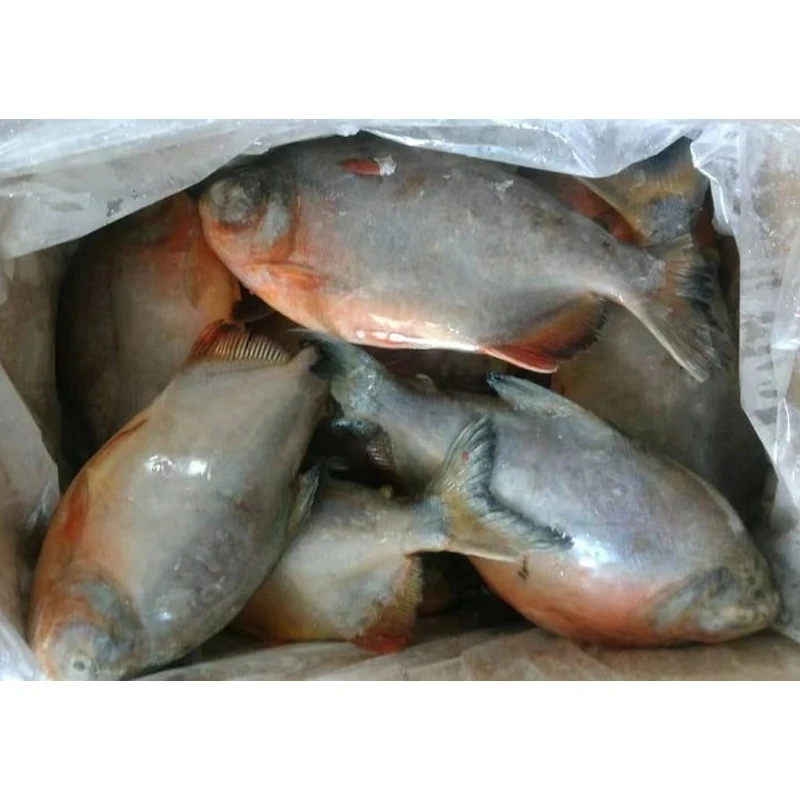Frozen red pacu pompano fish boerderij opkomst rode pomfret peixe pomfret vermelho congelado frozen red pomfret fish