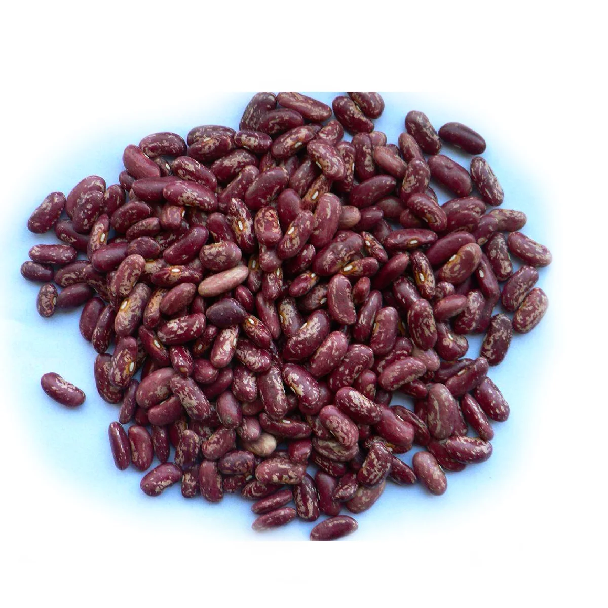 Non-GMO High Grade Natural Bulk Pinto Red Beans from Uzbekistan Dried Red Speckled Kidney Beans for Food