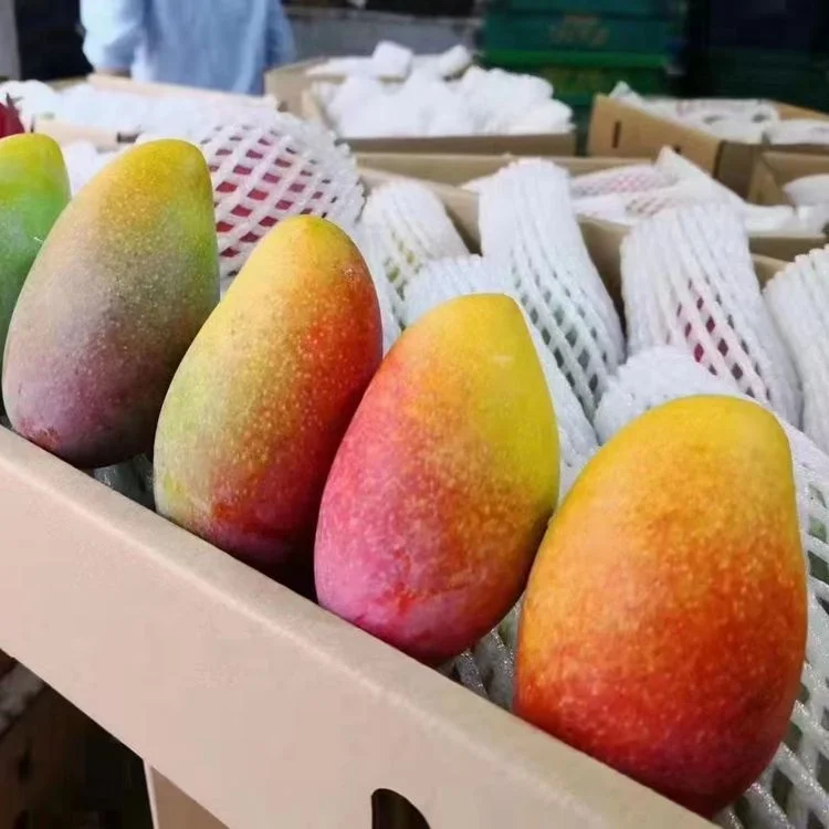 Wholesale Good Quality Fresh Mango Fruits Exported Thin Kernel Sweet Juicy Mango
