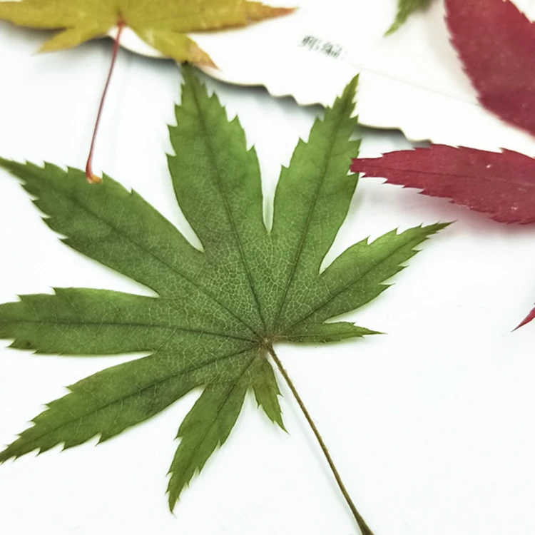 I637 Maple Leaves Dried Natural Real Leaves Craft Bookmark Decorations Multiple Colors