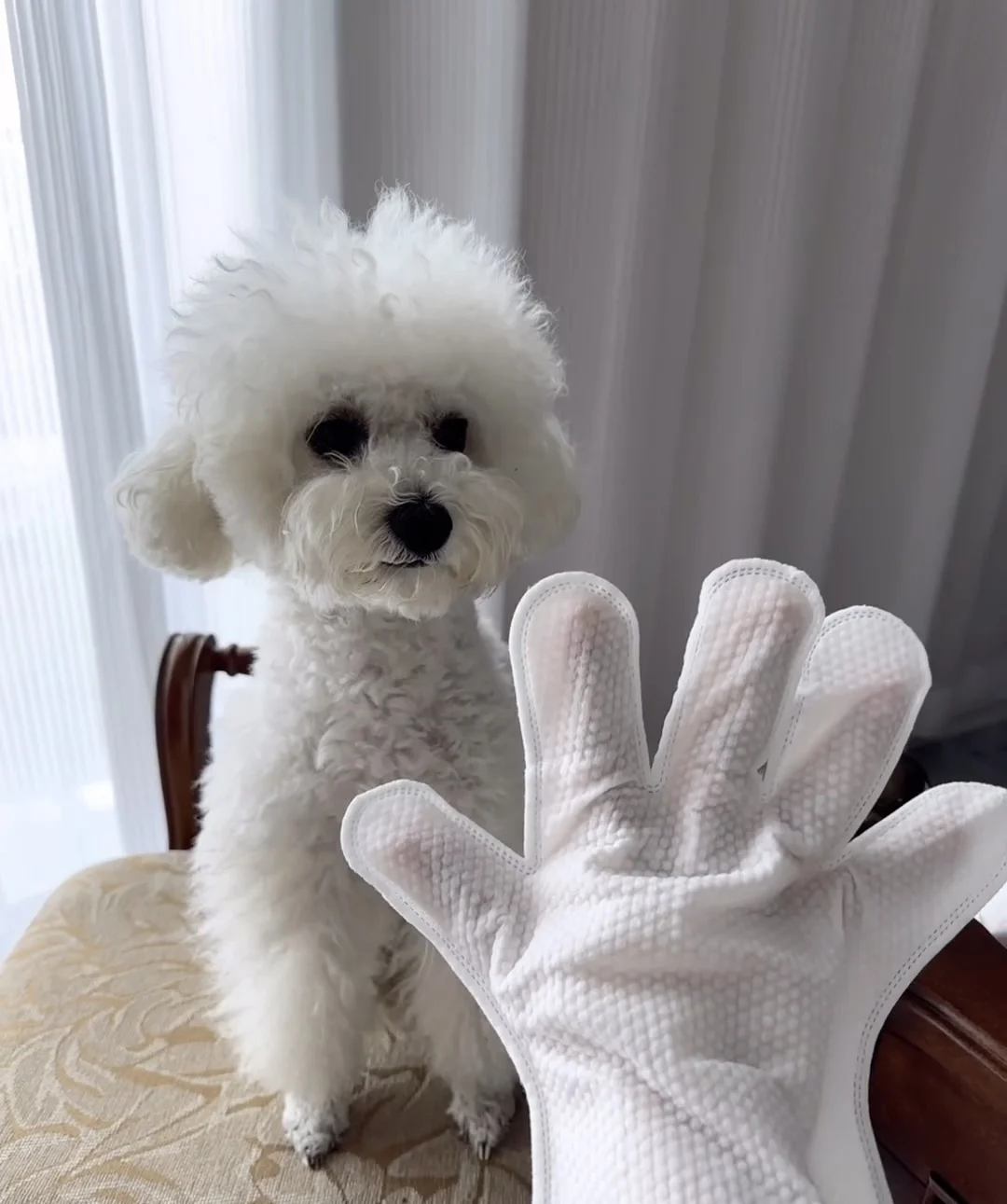 PET SPA Gloves Disposable Pet Cleaning Wipes