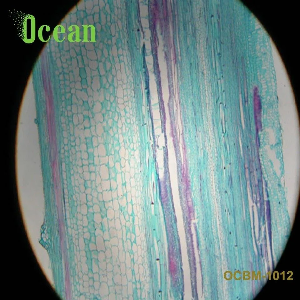 Pumpkin Stem L.S. Botany microscope prepared slides