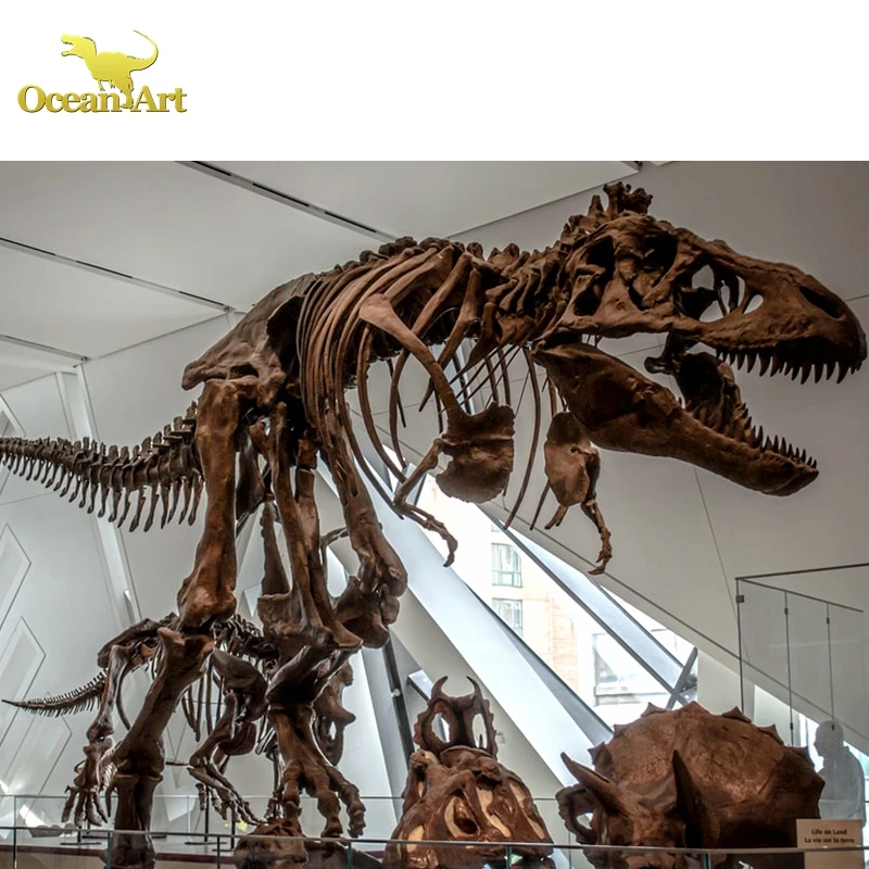 Dinosaur Fossils Museum Large Dinosaur Skeleton Model