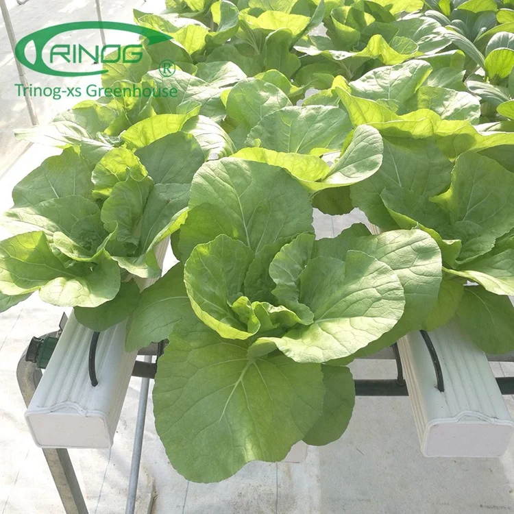 Trinog Greenhouse indoor smart farming automatic nft channel hydroponics equipment with fertilizer