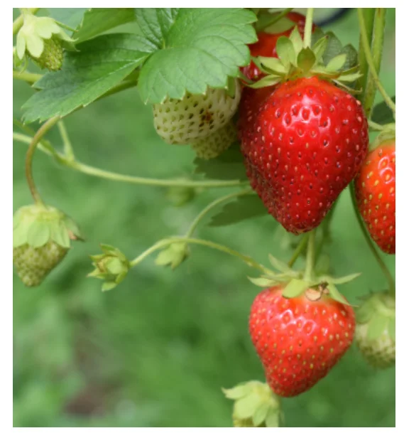 CHOYUEH Wholesale Hydroponic Systems with Good Quality and Low Cost