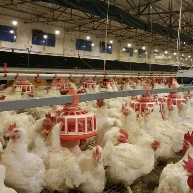 Chicken Cage Broiler Floor Raising Equipment Suppliers Automatic Chicken Feeding System