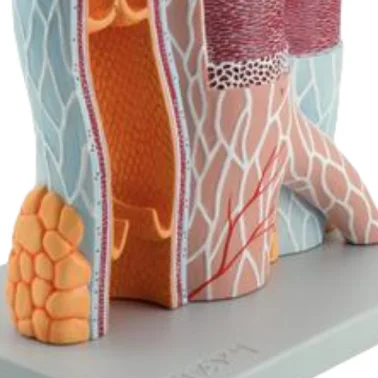 ADA-A422 Hot sale Structure of Artery and Vein,20x Life Size Medical teaching hot selling model Medical Teaching Human anatomy