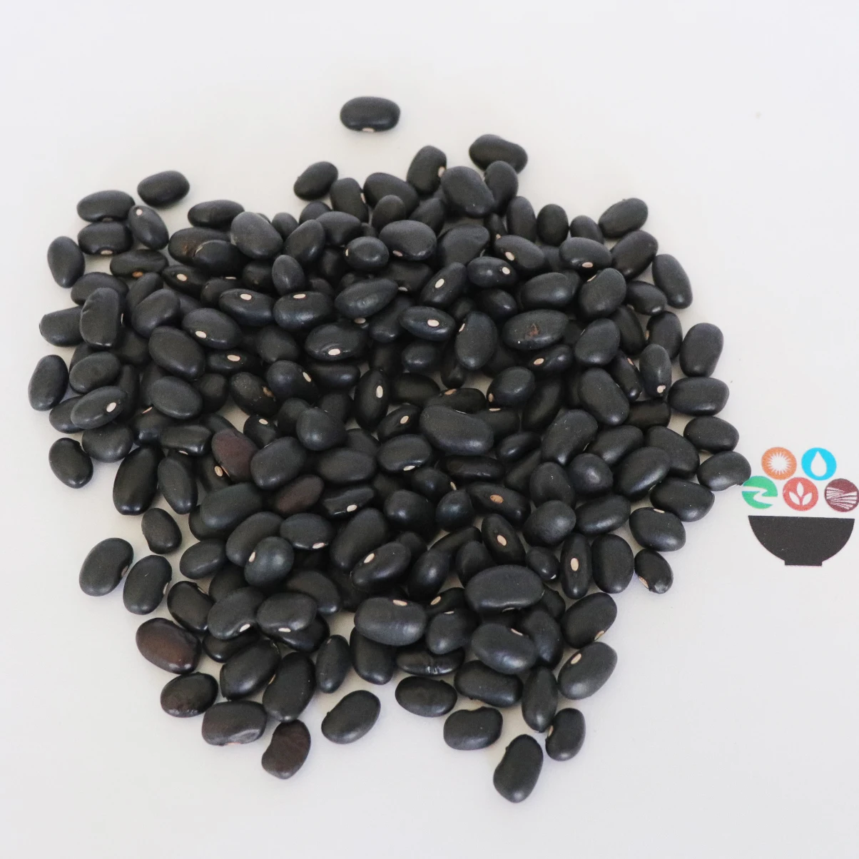 China origin kidney bean small black kidney beans