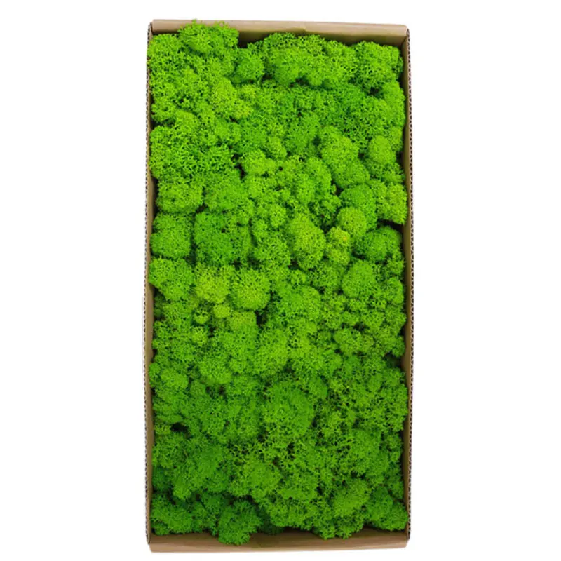 HQSLP wholesale high quality home office decoration natural reindeer pole moss leucobryum glaucum preserved moss