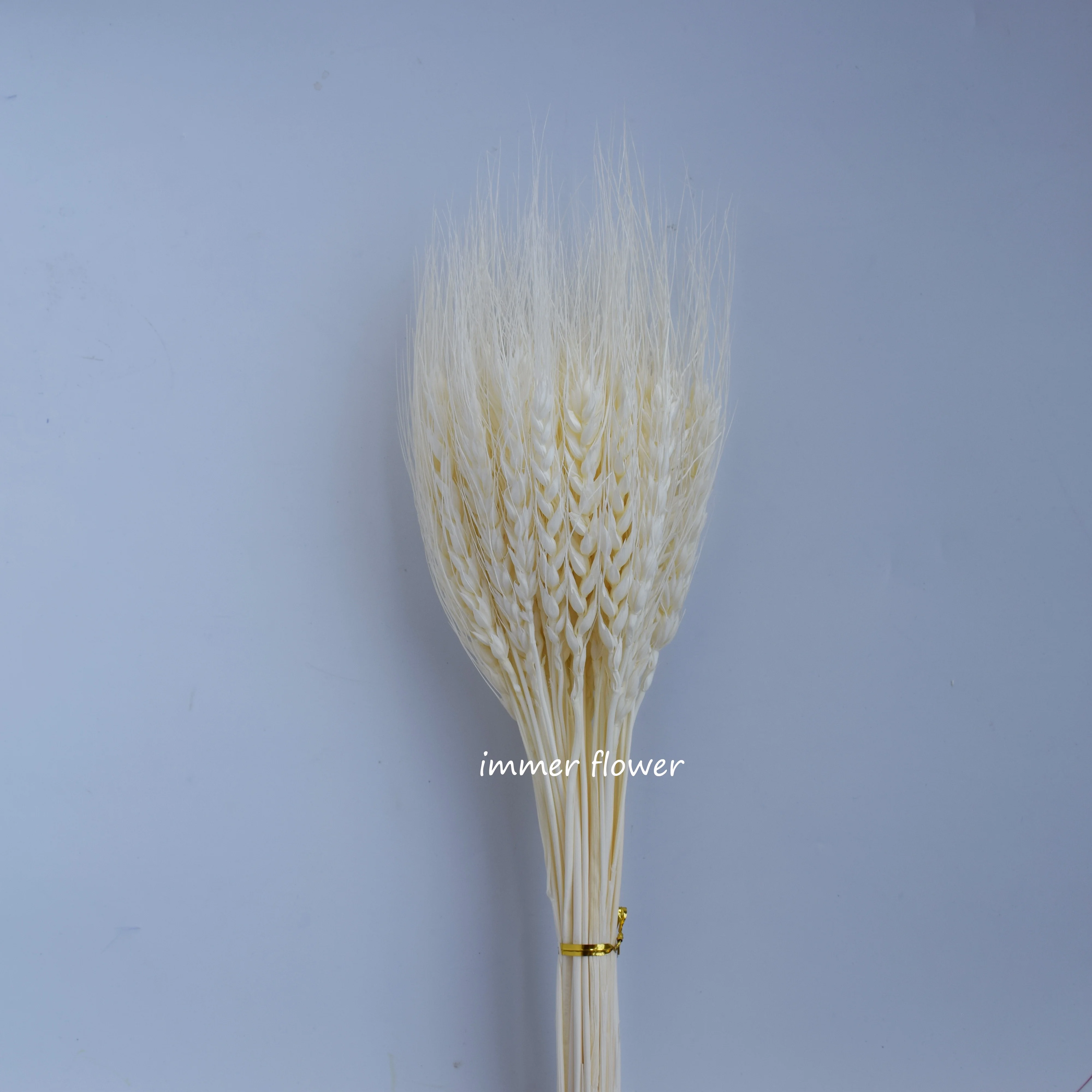 Dried Flower Dry Wheat China Supplier