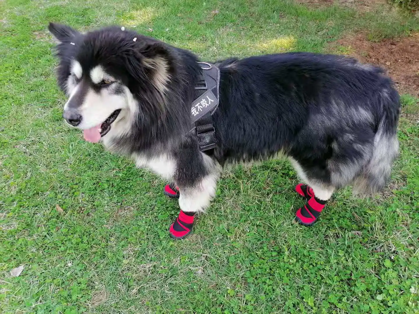 Fashion Colorful Anti-Slip Outdoor Waterproof Large Pet Dog Breathable and comfortable Dog Boots all seasons wear pet dog shoes