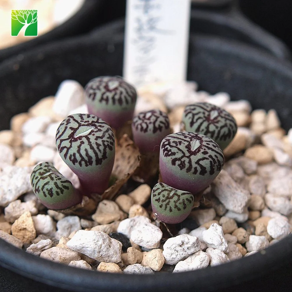 Горячая Распродажа, минимум, живые суккуленты Conophytum
