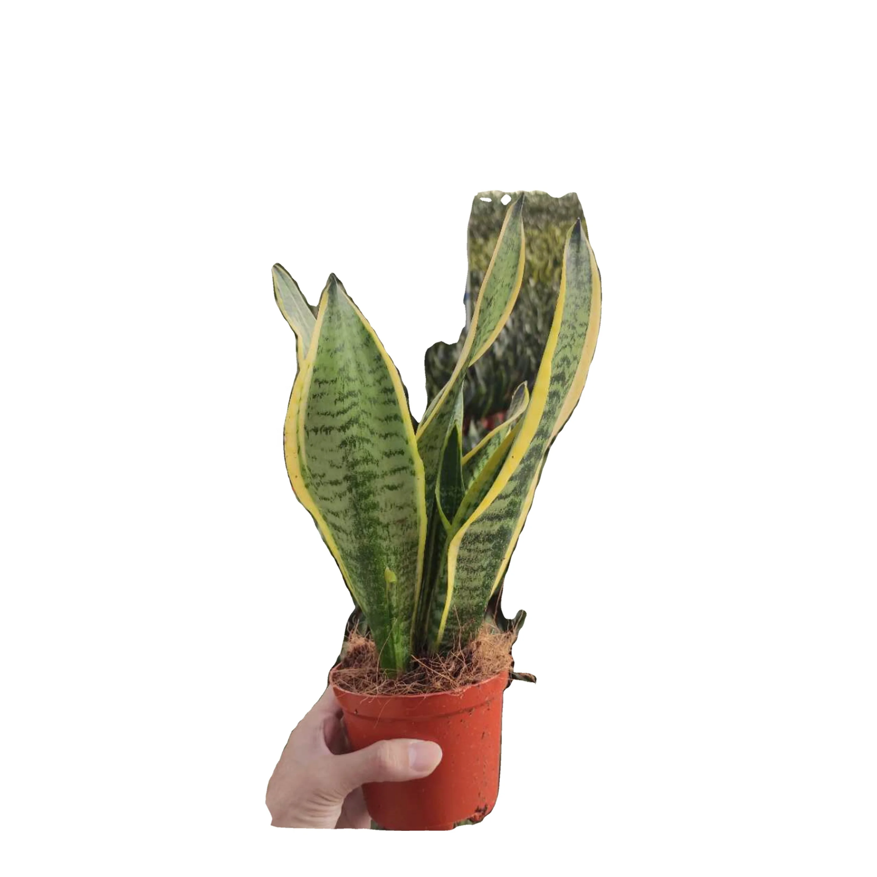 
Factory Wholesale Plastic Snake Plant The Tiger Orchid Bonsai Artificial Sansevieria Plants for indoor Decor 