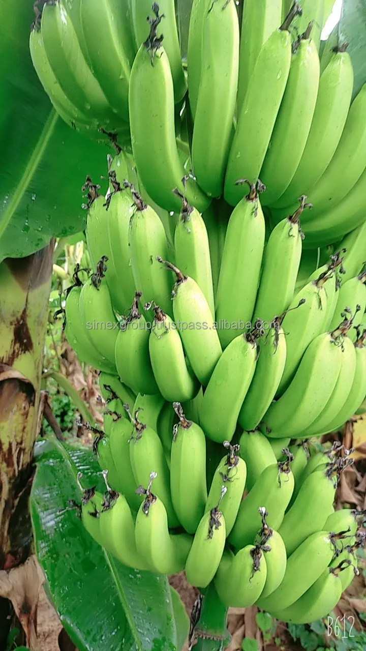 Wholesale cavendish banana green banana fresh cavendish banana natural color sweet taste wholesale tropical fruit