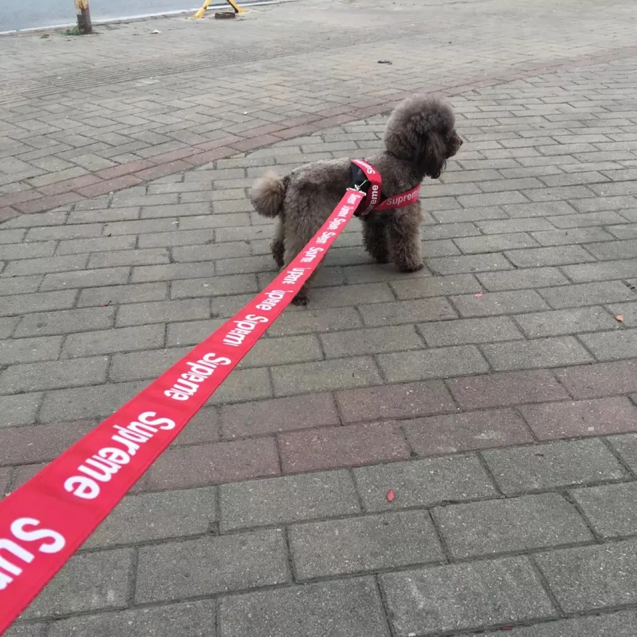 Durable luxury dog harness and leash print adjustable pet dog harness set