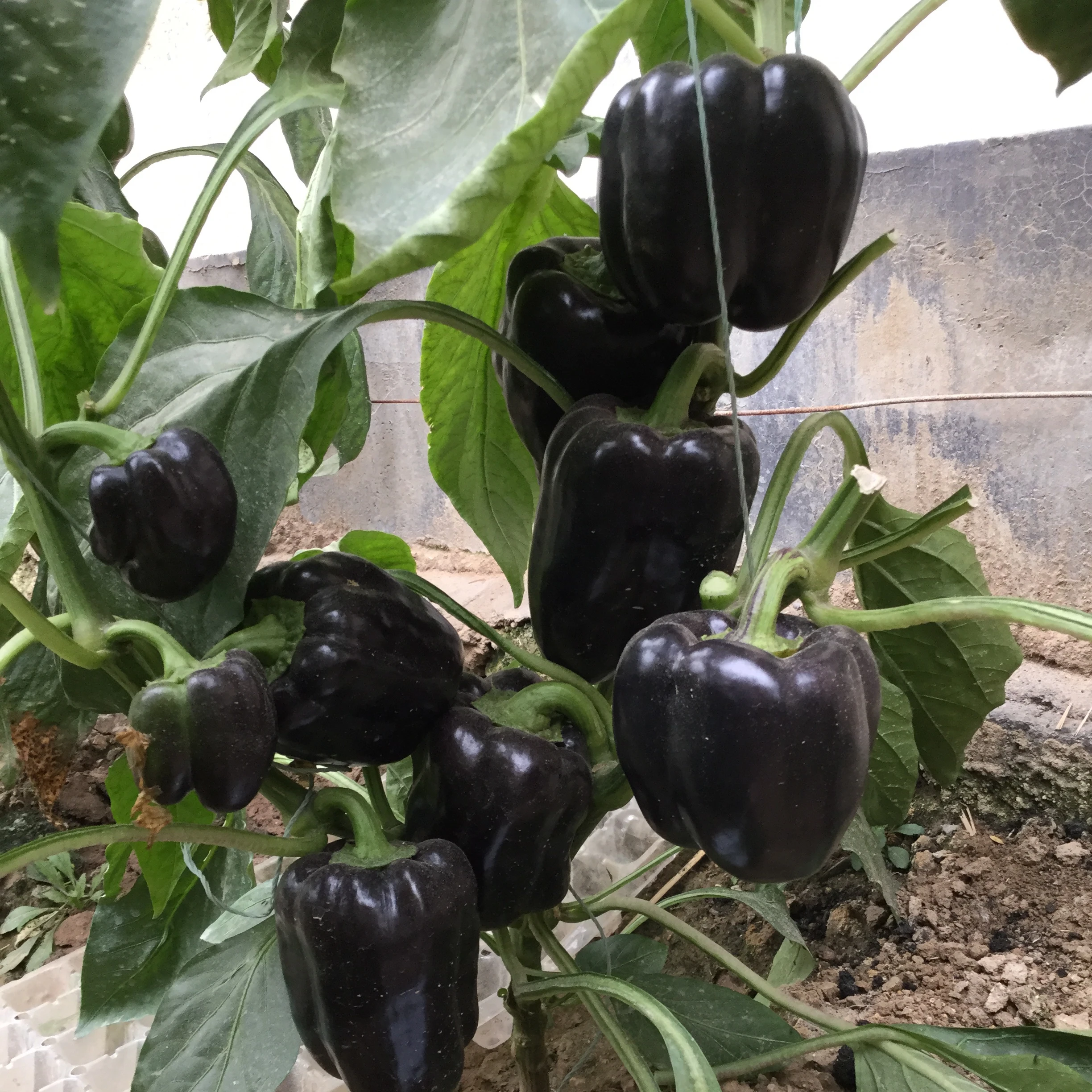 Гибридные f1 зеленые, красные, желтые семена перца, Лучшая цена, распродажа