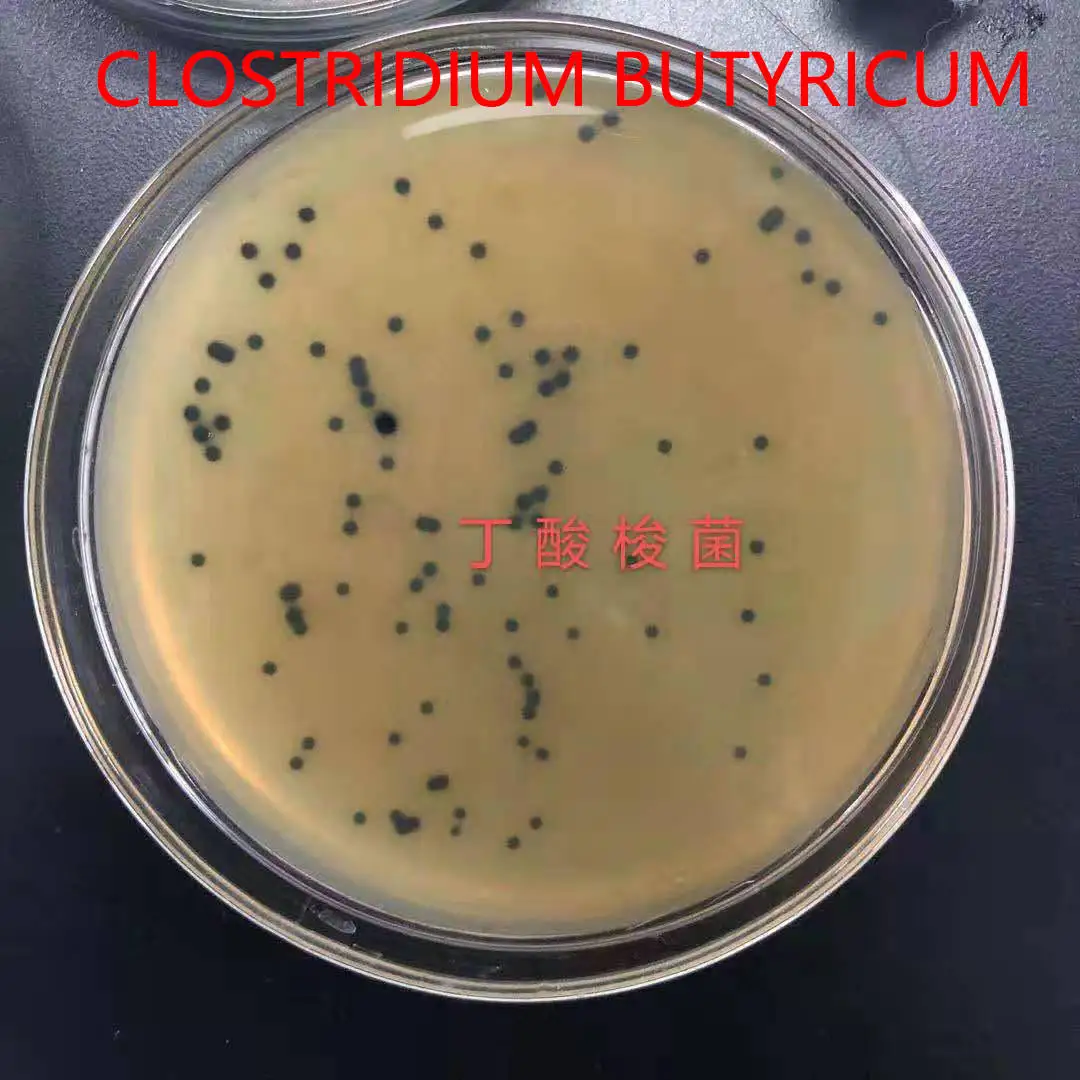 Новый продукт кормовая добавка высокочистый пакет Clostridium Butyricum упаковка Shandong пробиотики корм для рыб витамины собак 1 кг