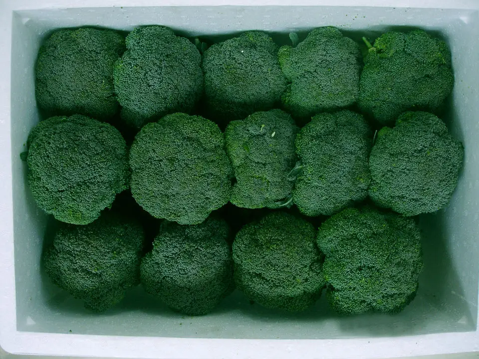 Fresh broccoli good quality broccoli wholesale fresh broccoli supplier from China