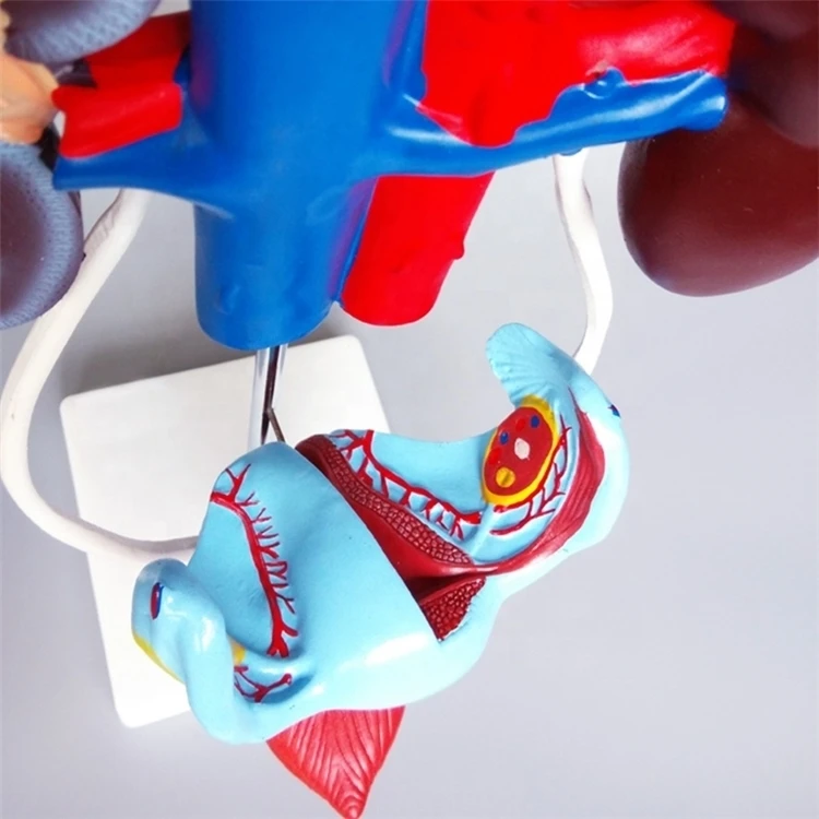 Медицинская демонстрация материала и анатомии из ПВХ модель женской вагины мочеполовой системы