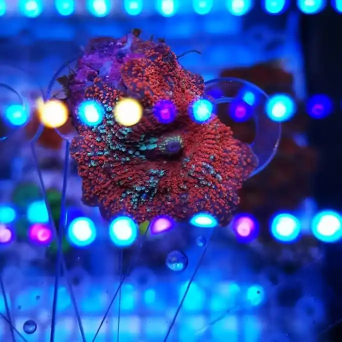 Aquarium Reef LED Light Seawater Marine Led for Aquarium Tank Fish Coral Reef LED Aquarium Lighting