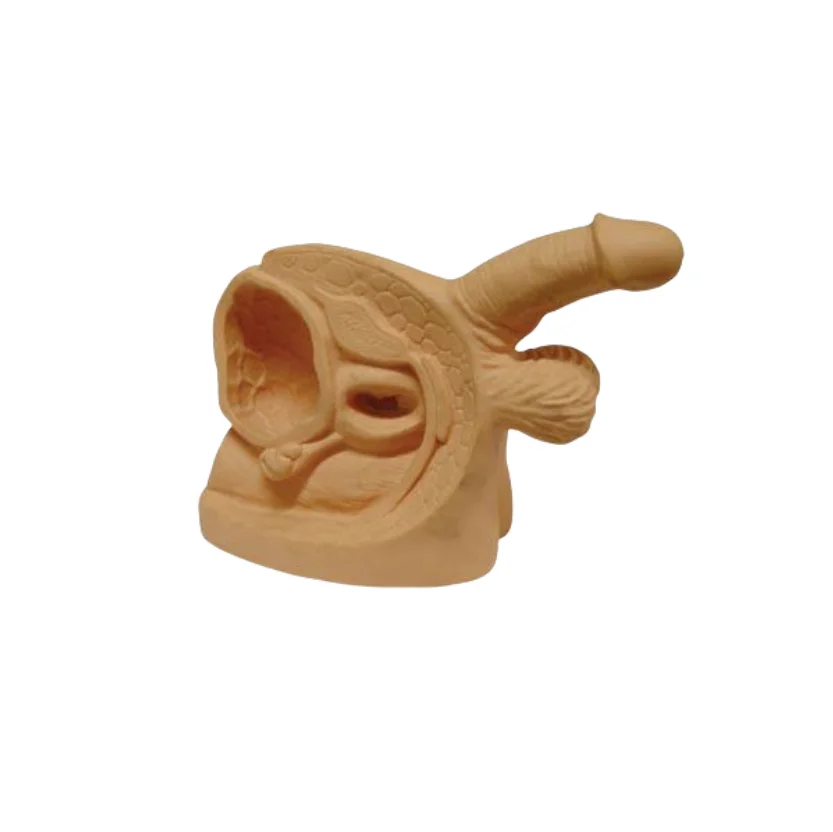 ADA  Anatomical model Advanced Male Internal & External Genital Organs and Male Genital Organ Model For Students To Learning