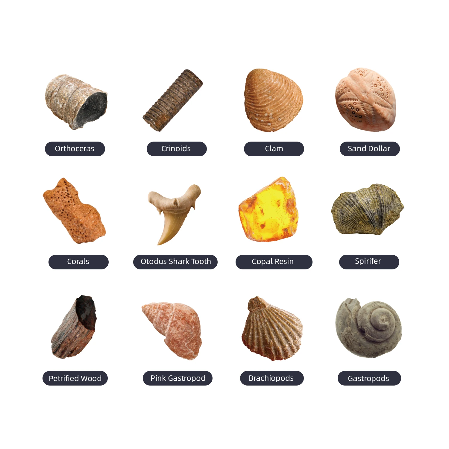 Kids Art  Learning Resources Educational Toys Non-toxic Drawing Art Craft And DIY Toy Education Gift Dinosaur Fossil Digging Toy