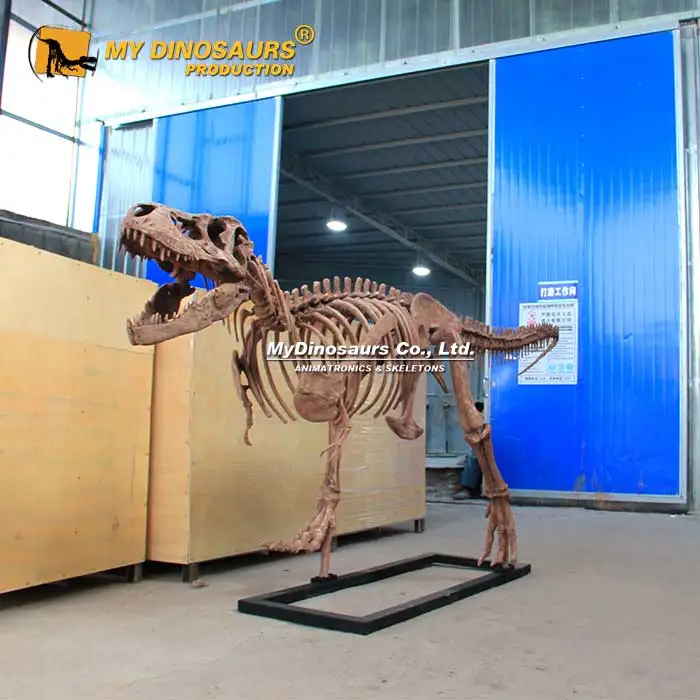 MYDINO Скелет Юрского динозавра музей качественный детский скелет ископаемый