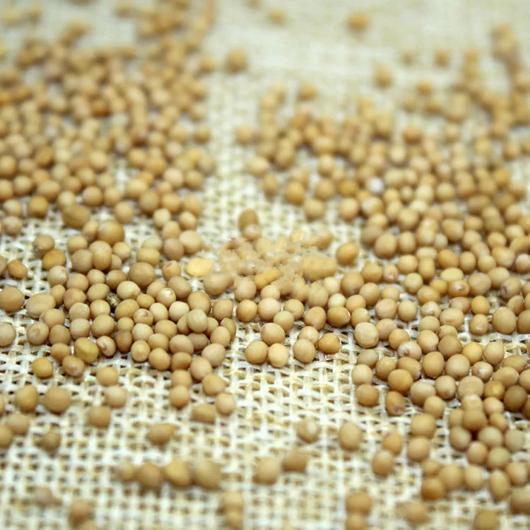 BaiXiangHui  2024 wholesale high quality product yellow mustard no additive and green health product yellow mustard