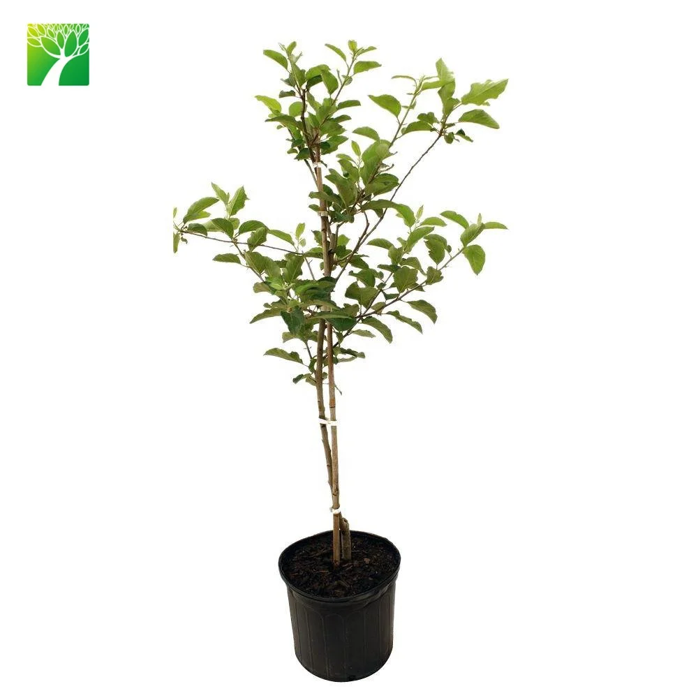 
Распродажа, вкусные фруктовые растения, деревья, красные вкусные саженцы яблони 