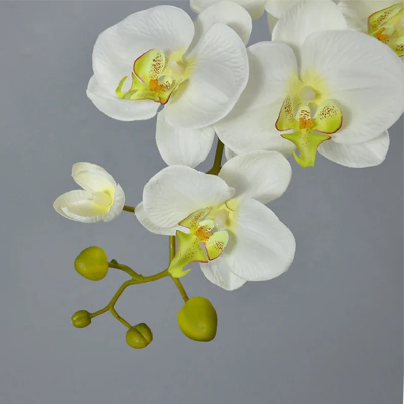 Environmentally friendly plastic phalaenopsis potted for home decoration