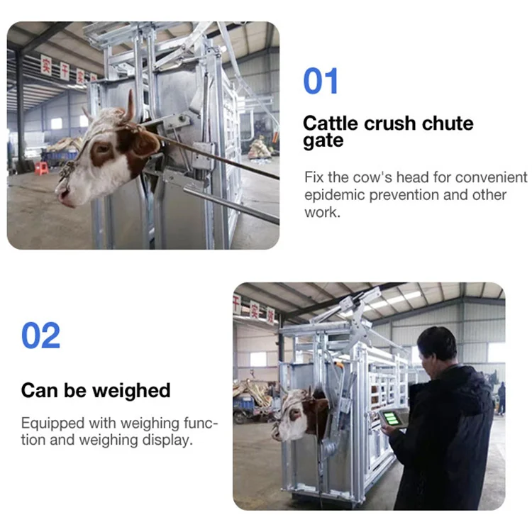 Livestock Head Bail Parallel Side Squeeze Farm Equipment Cattle Crush Hot Dipped Galvanized Squeeze Chute for Cattle Slaughter