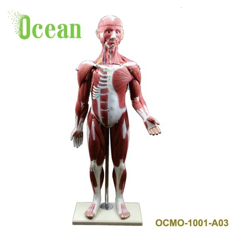 Muscles of Male with Internal Organs  Human full body Torso model
