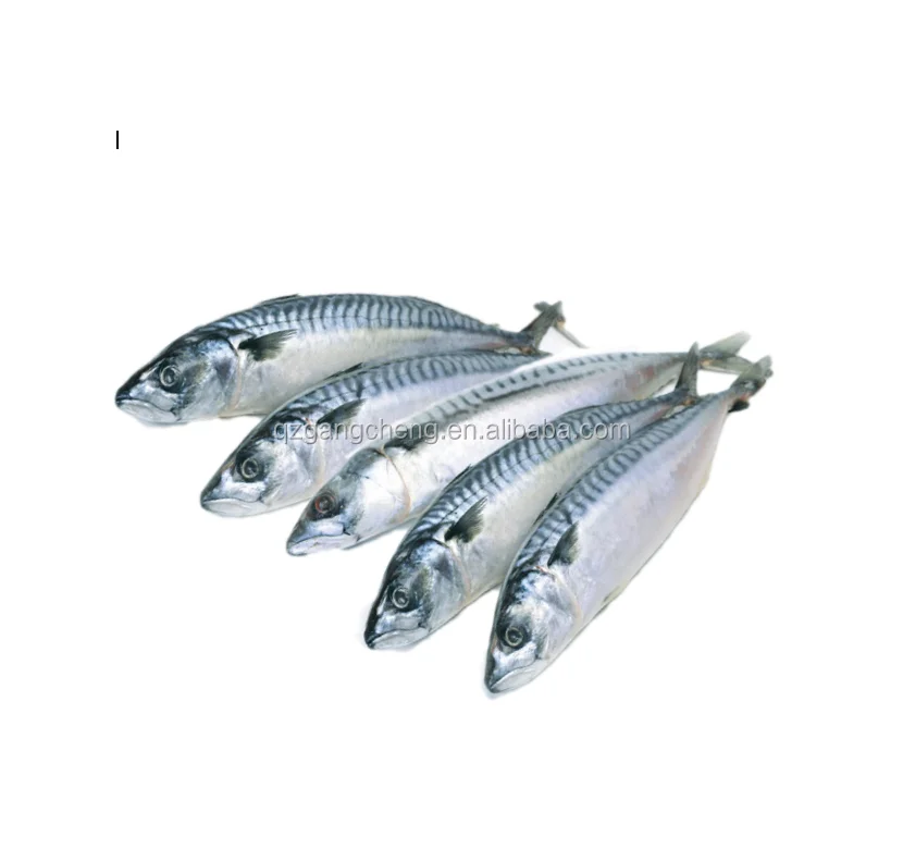 
factory new stock 400-600g/pcs big size frozen mackerel iqf/seafrozen with quality 