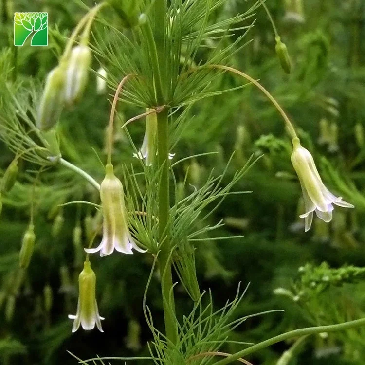 
High germination direct sow method vegetable seeds asparagus officinalis asparagus seeds 