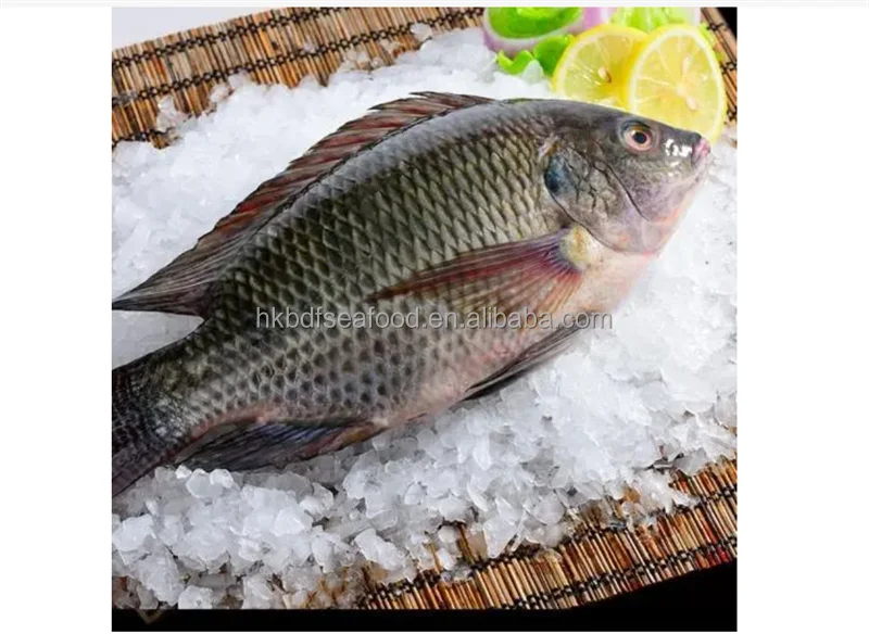 hot selling seafood Wholesale price fresh IQF Frozen whole tilapia