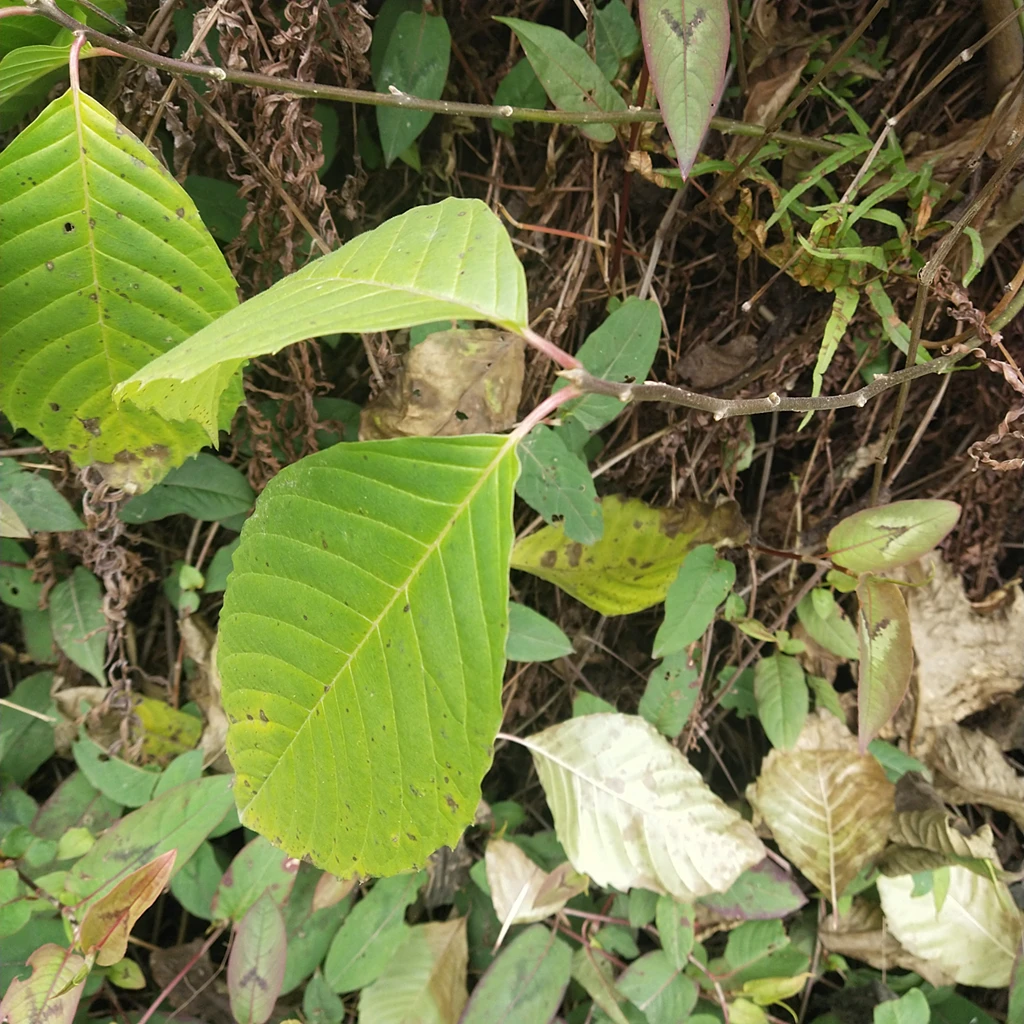 Xi shu guo натуральный сушеный фрукт Camptothecae Acuminatae Camptotheca acuminata семена счастливого дерева для продажи
