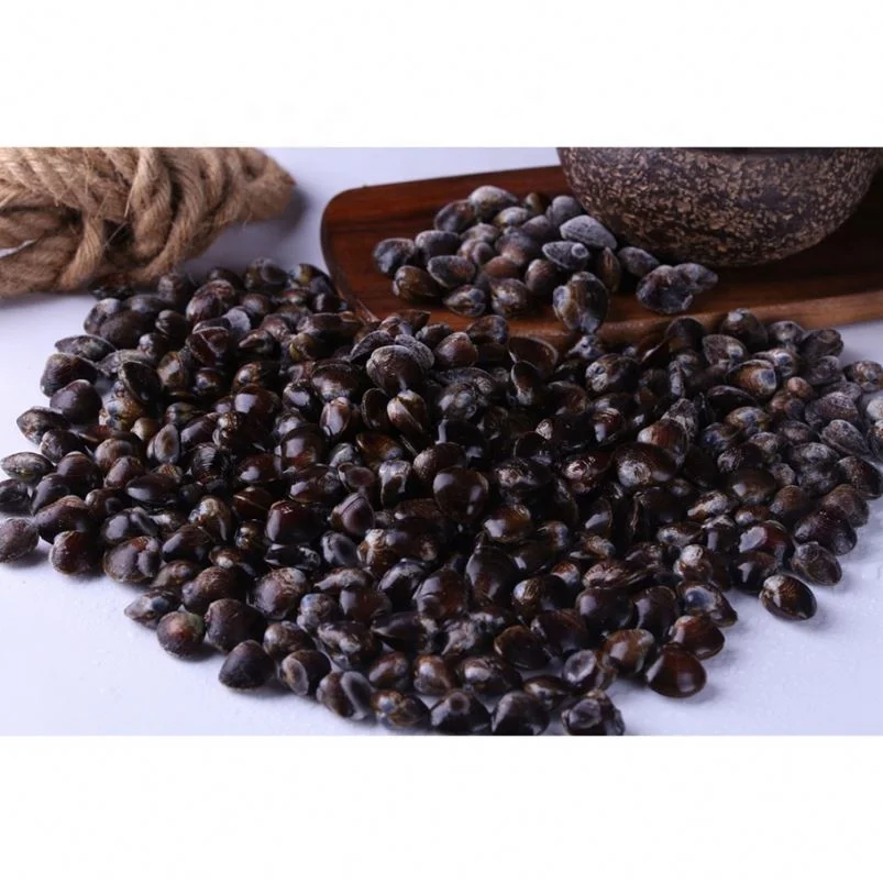 
Types Shell Seafood Fresh Water Clam Meat In Fresh Seafood Supplier 