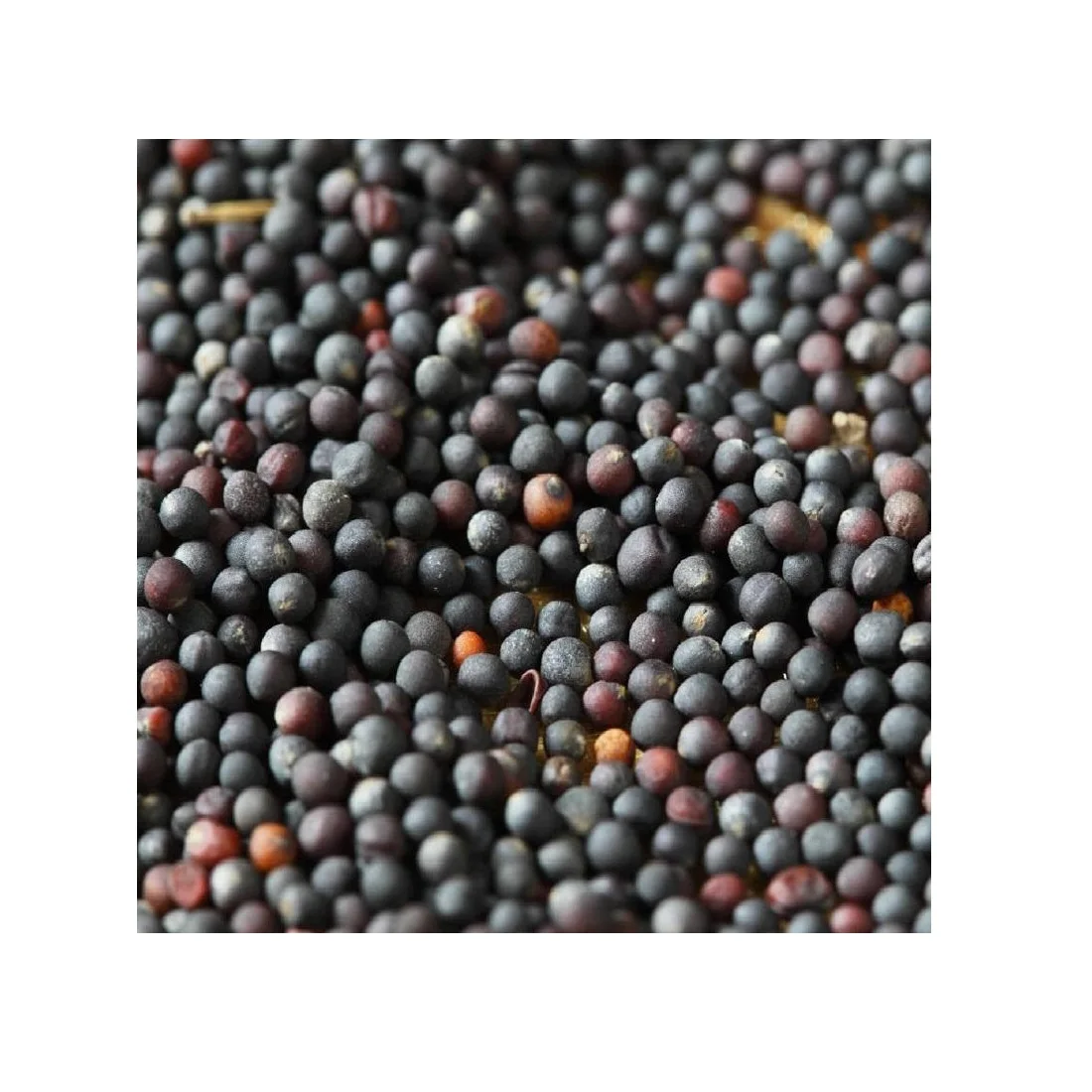 
Wholesale Organic Non GMO Rapseed Grain Rape Seeds 