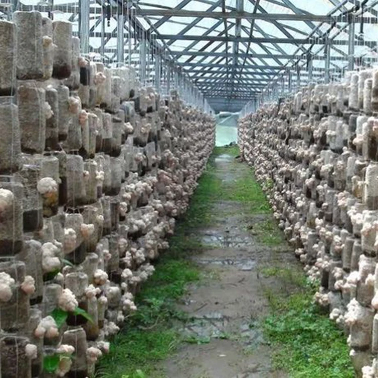 Новый продукт, оптовая продажа, экстракт Львиной гривы, порошок грибов, 30% Полисахариды, травяной экстракт