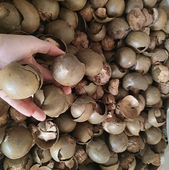 Factory Wholesale Price Dried Big Monk Fruit Dry Luo Han Guo Origin of Monk fruit supply