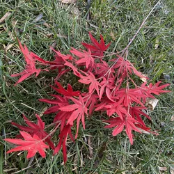 Maple leaf Hot selling cheap Outdoor decorative maple leaf 85cm artificial maple leaf Realistic weeding shooting props