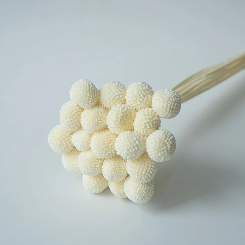 2021 Hot Selling Cream White Everlasting Preserved Billy Ball for Home Decor