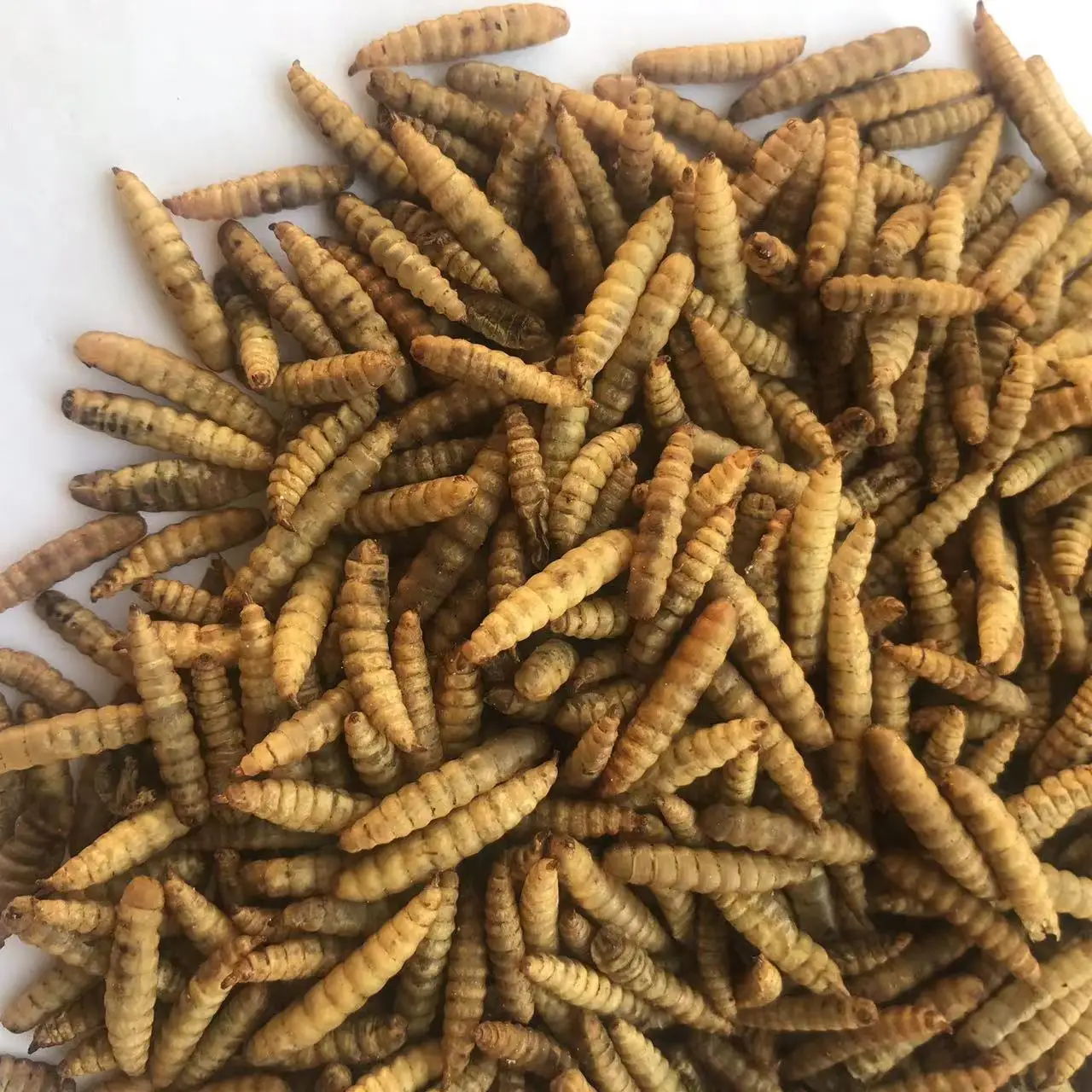 Dried Maggot BSFL Black Soldier Fly Larvae Dry Maggot Insect Protein Poultry Feed